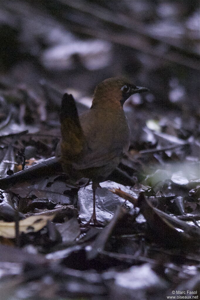 Black-faced Antthrushadult, identification, Behaviour