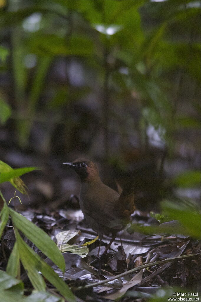 Black-faced Antthrushadult, identification, Behaviour