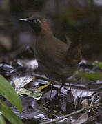 Black-faced Antthrush