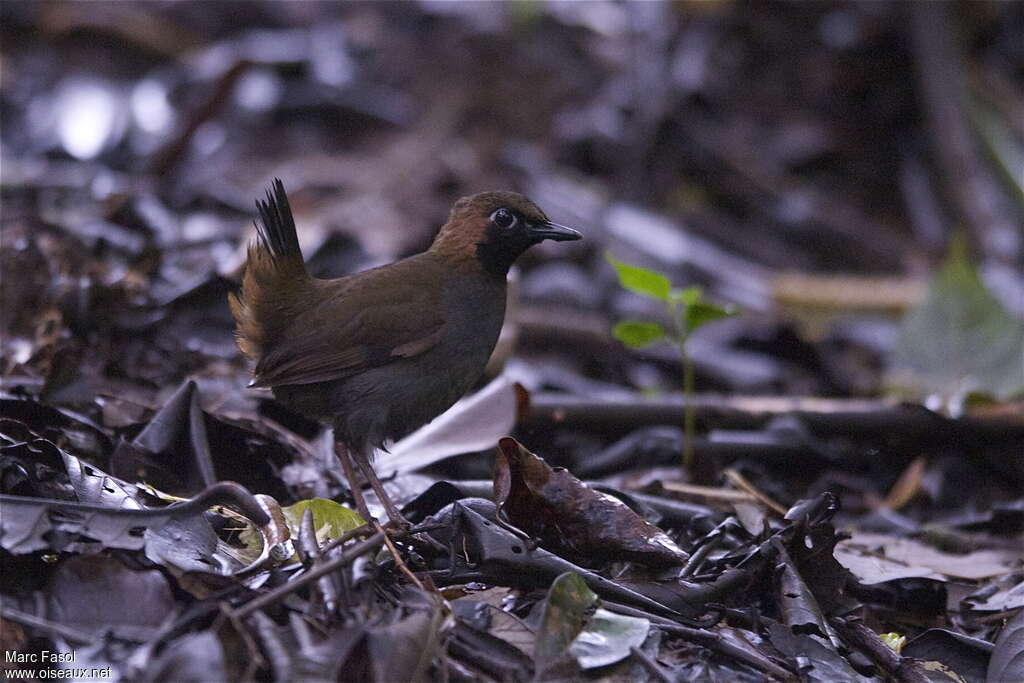 Black-faced Antthrushadult, identification