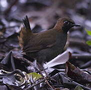 Black-faced Antthrush