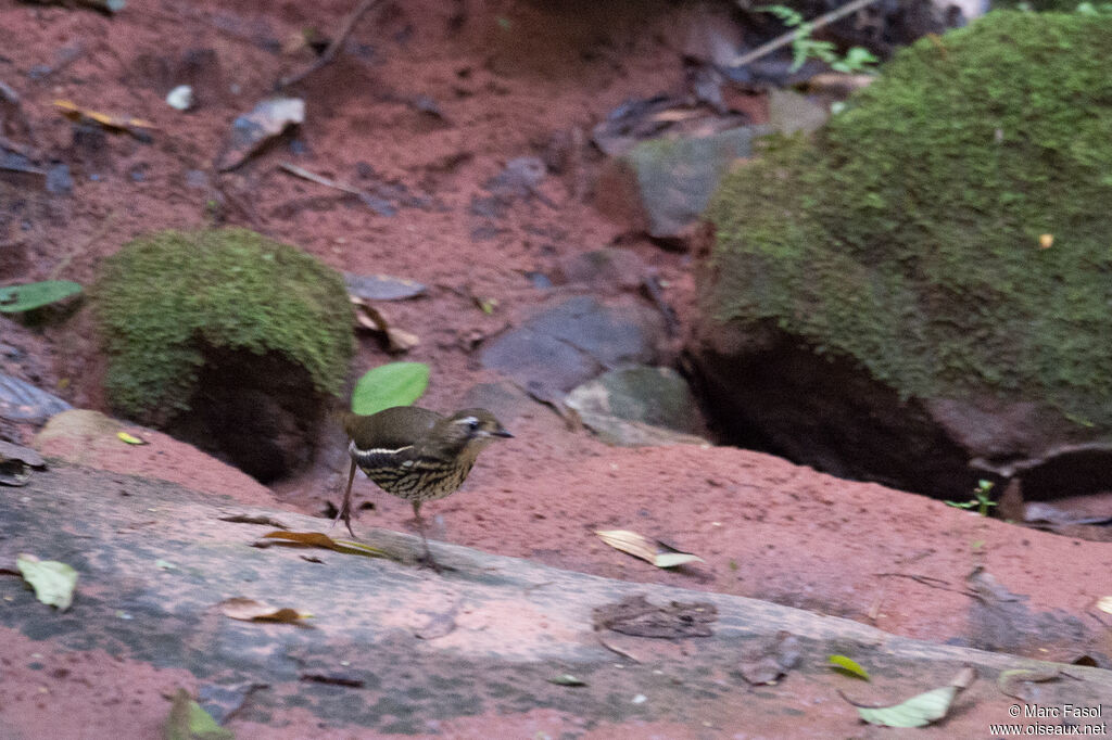 Short-tailed Antthrushadult, identification, walking