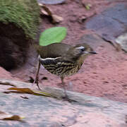 Short-tailed Antthrush