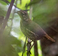 Short-tailed Antthrush