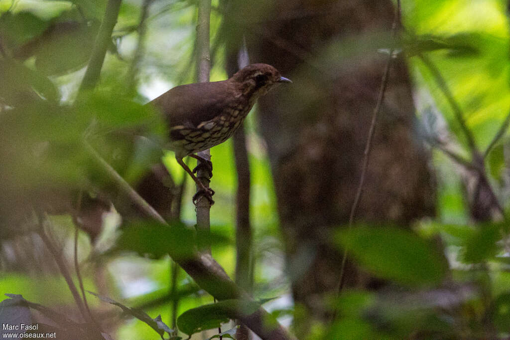 Short-tailed Antthrushadult