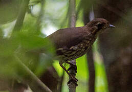 Short-tailed Antthrush