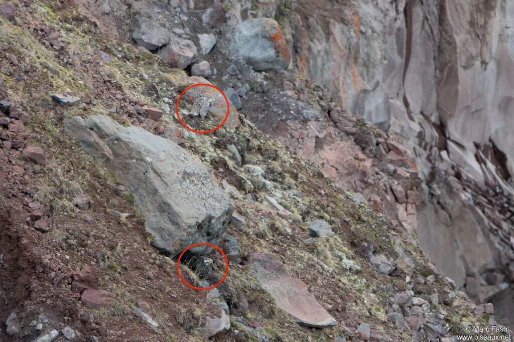 Tétraogalle du Caucaseadulte, habitat