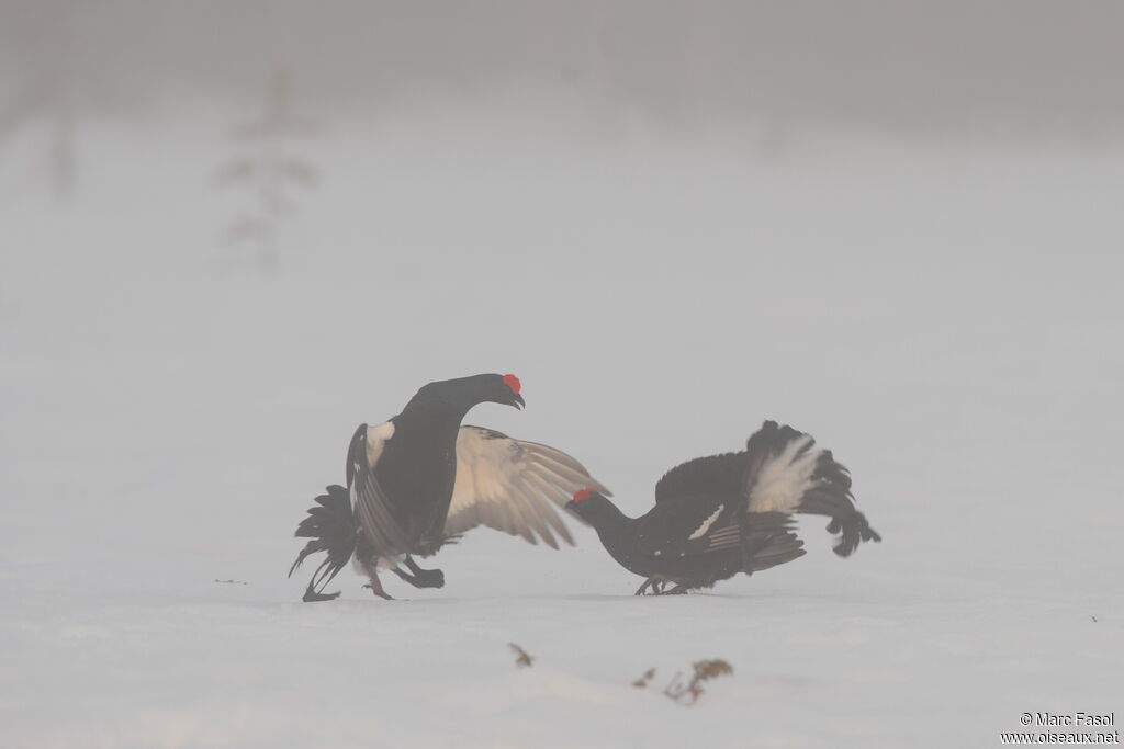 Black Grouse male adult, identification, Behaviour