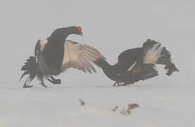 Black Grouse