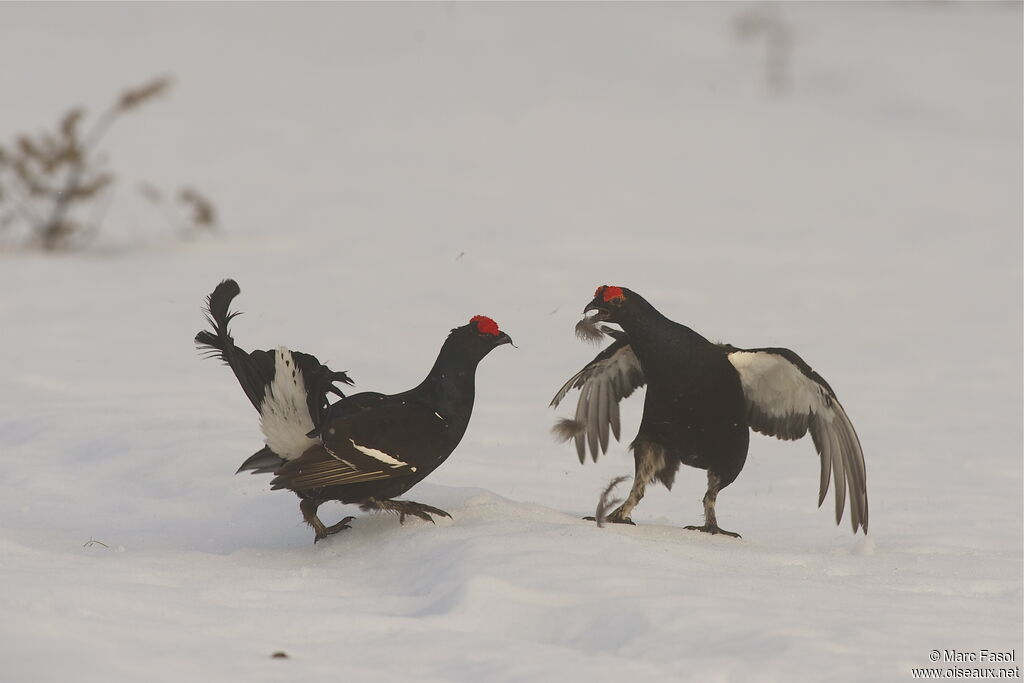 Black Grouse male, identification, Behaviour