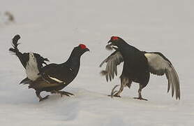 Black Grouse