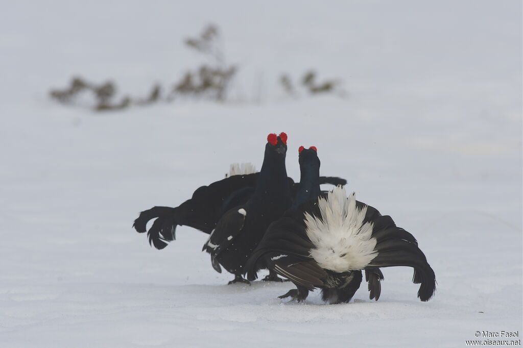 Black Grouse male adult breeding, identification