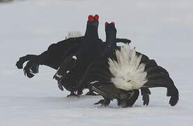 Black Grouse