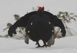 Black Grouse