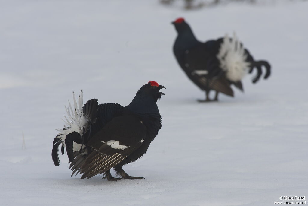 Black Grouse male adult breeding, identification