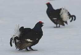 Black Grouse