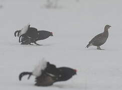 Black Grouse