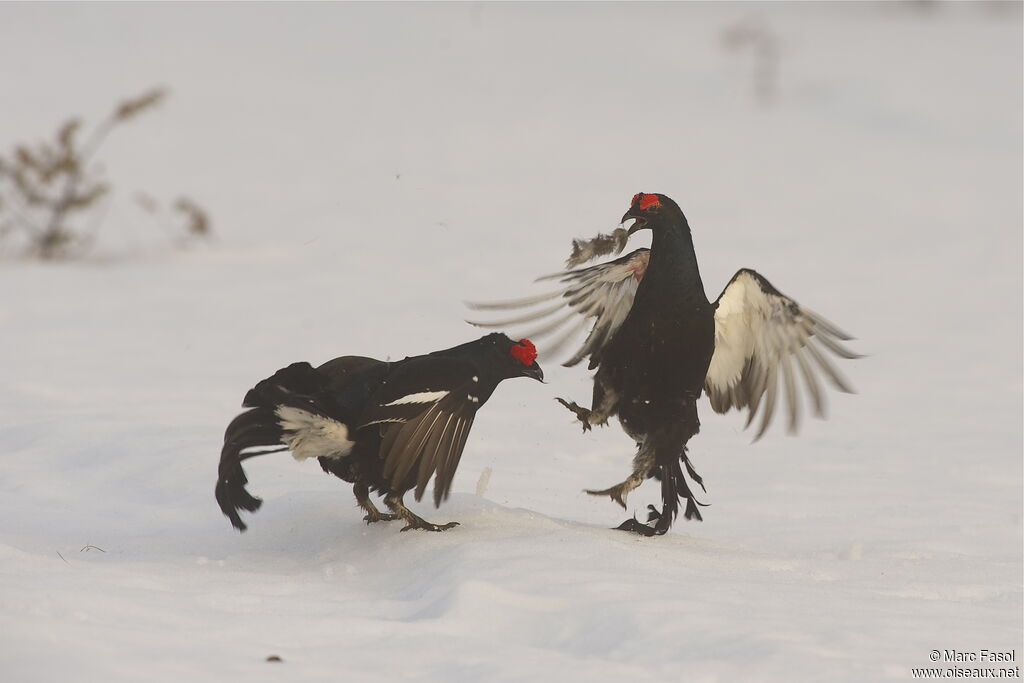 Black Grouse male adult breeding, identification, Behaviour