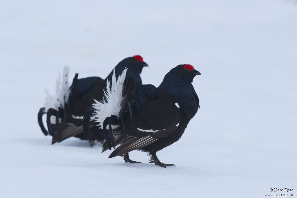 Black Grouse male adult breeding, identification