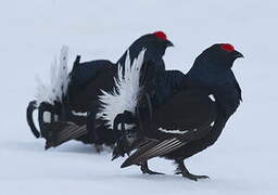 Black Grouse