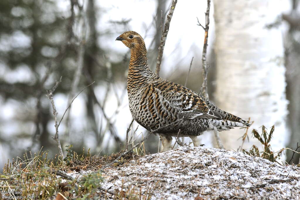 Black Grouse female adult breeding, identification