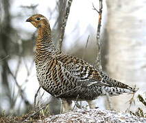 Black Grouse