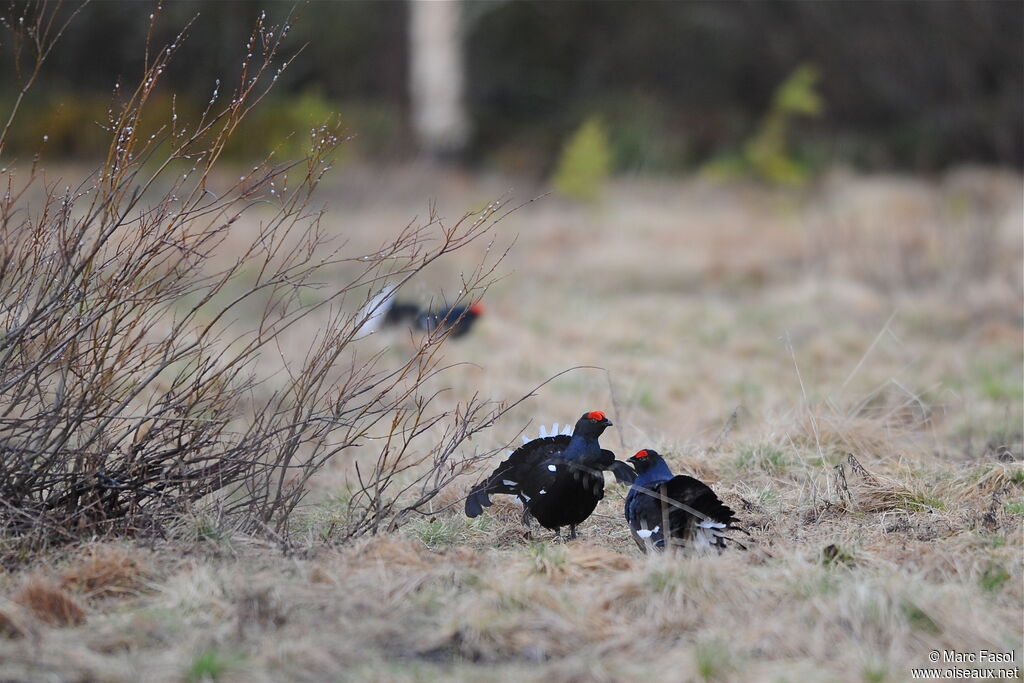 Black Grouse male adult breeding, identification, Reproduction-nesting, Behaviour