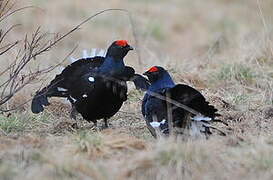 Black Grouse