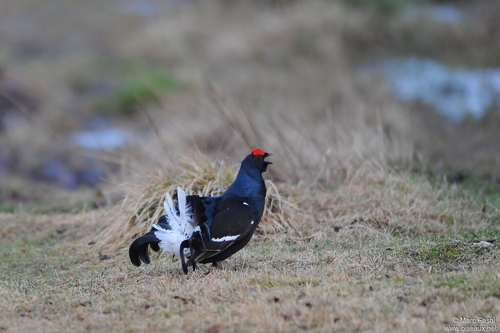 Black Grouse male adult breeding, identification, song, Behaviour