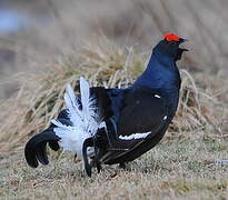 Black Grouse