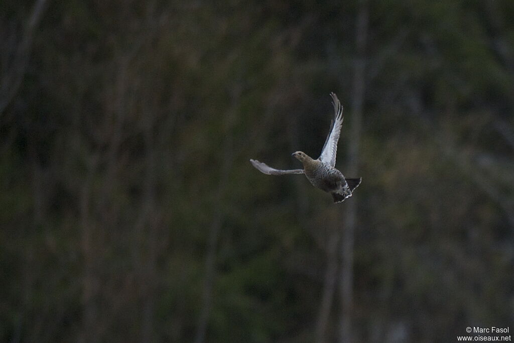 Black Grouse female, Flight