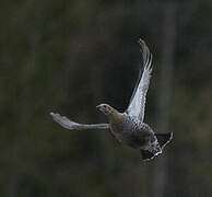 Black Grouse