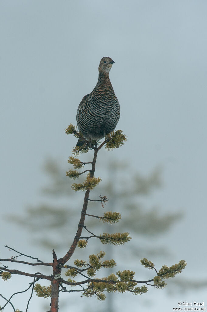 Black Grouse female, identification, courting display