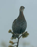 Black Grouse