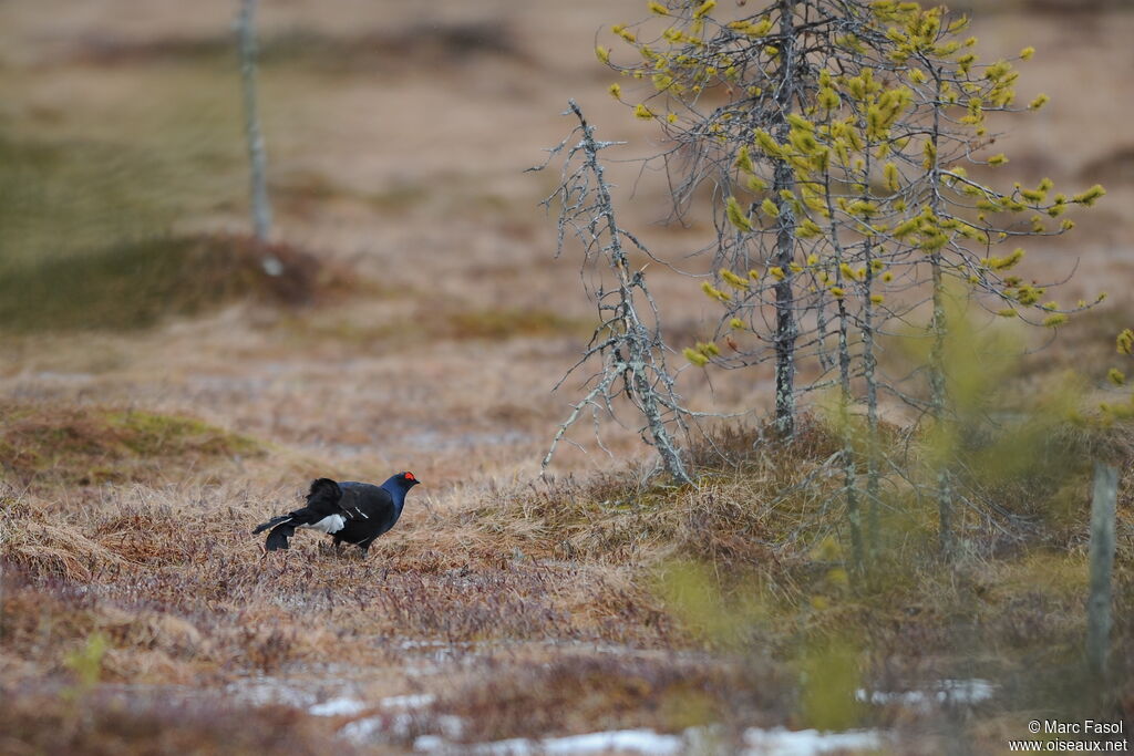 Black Grouse male adult breeding, identification