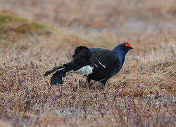 Black Grouse