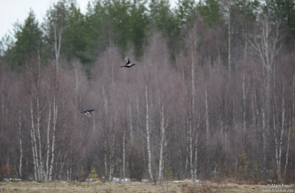 Black Grouse male adult breeding, Flight