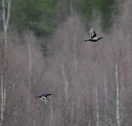 Black Grouse