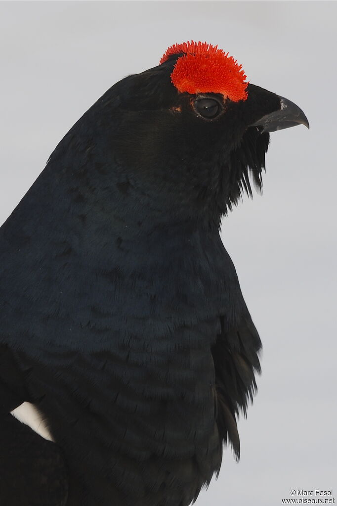 Black Grouse male adult, identification