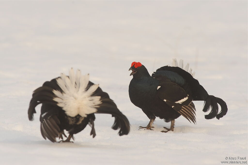 Black Grouse male adult, identification, Behaviour