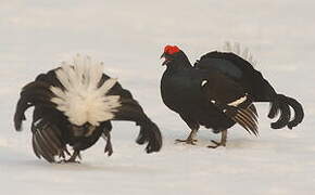 Black Grouse