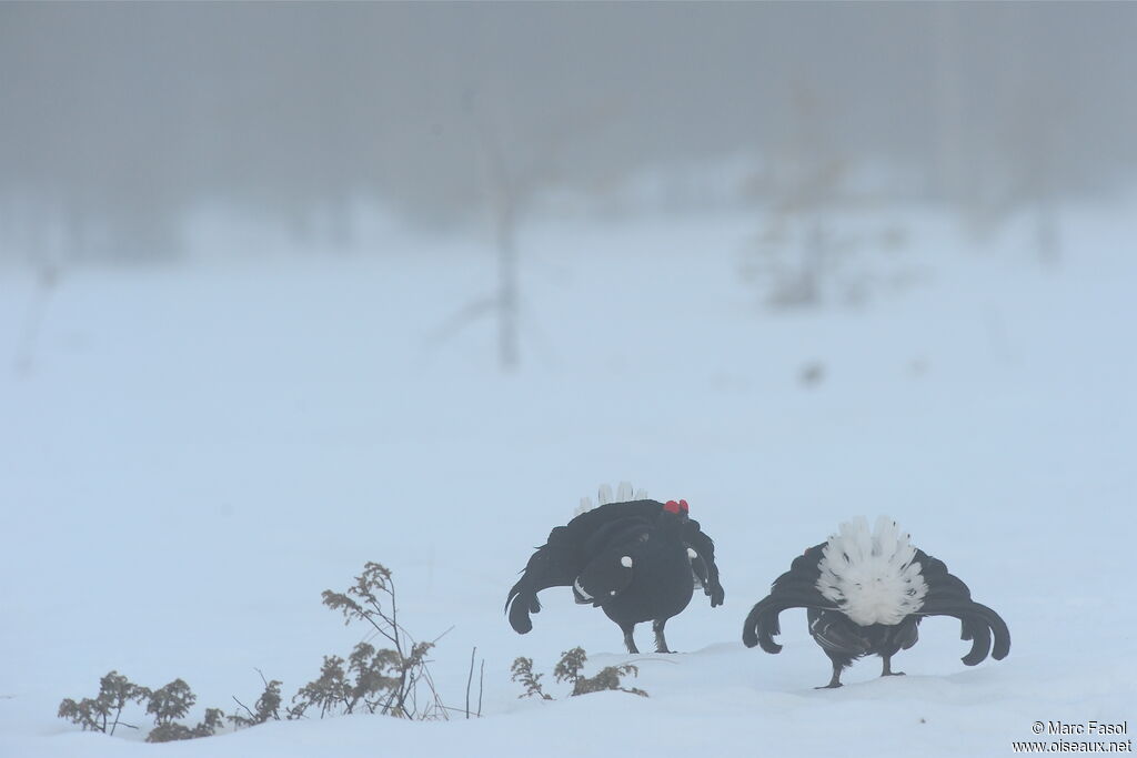 Black Grouse male adult, identification, Behaviour