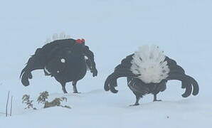 Black Grouse