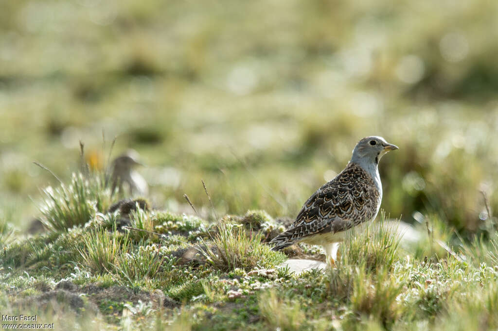 Grey-breasted Seedsnipeadult, habitat