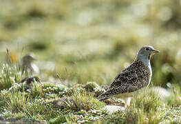 Grey-breasted Seedsnipe