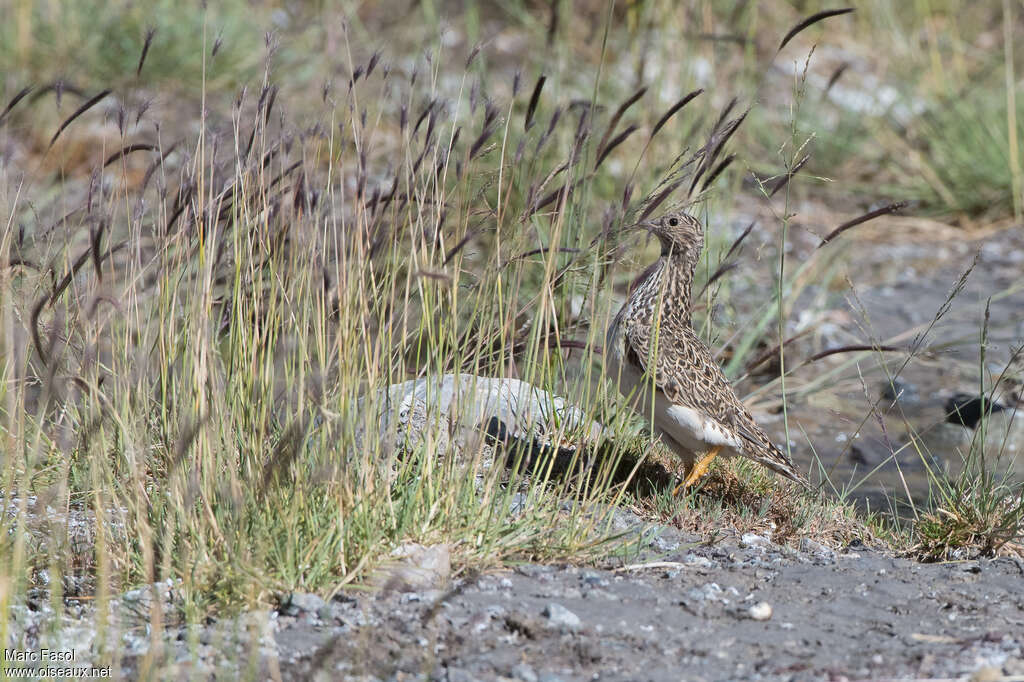 Grey-breasted Seedsnipe female adult breeding, identification