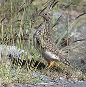 Grey-breasted Seedsnipe