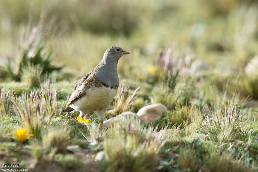 Thinocore de d'Orbigny mâle, adulte, habitat