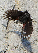 Wallcreeper