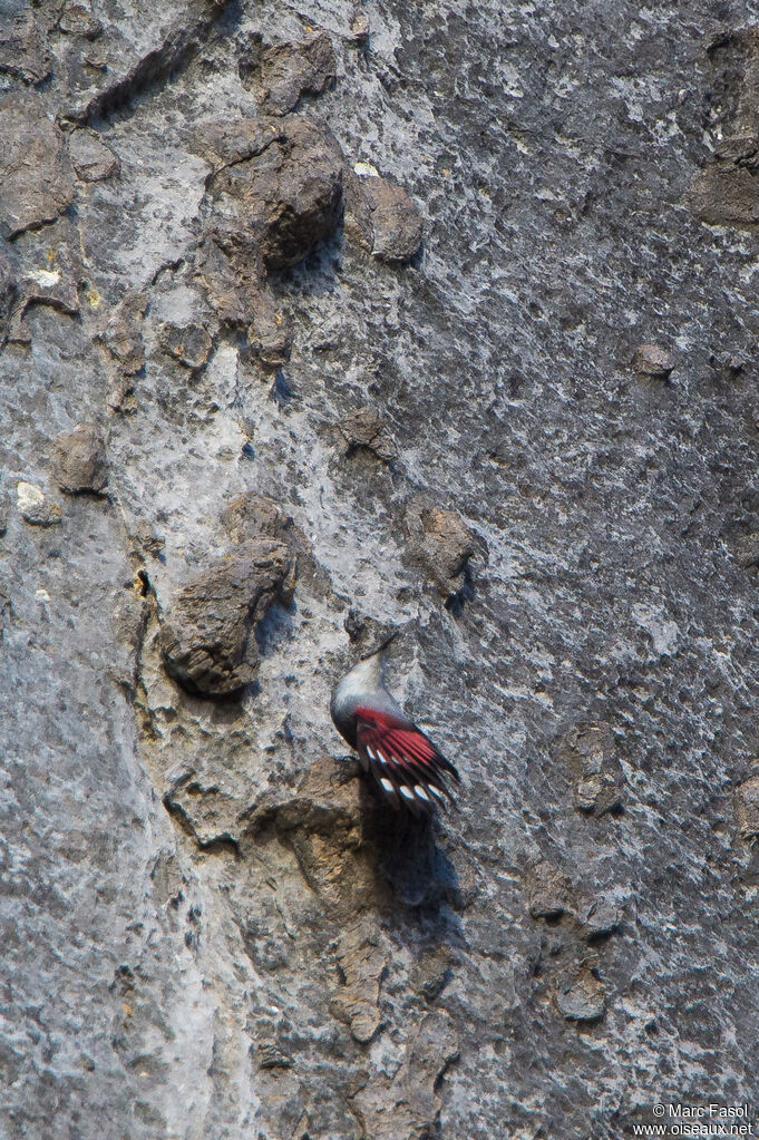 Wallcreeper male adult post breeding, identification